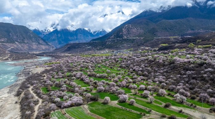 Cina: a Nyingchi la fioritura dei peschi attira i turisti (1)