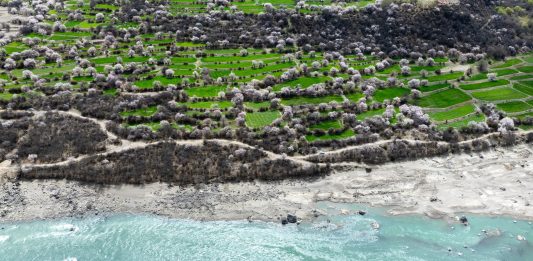 Cina: a Nyingchi la fioritura dei peschi attira i turisti (2)