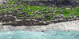 Cina: a Nyingchi la fioritura dei peschi attira i turisti (2)