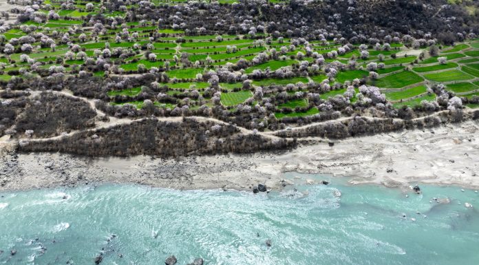 Cina: a Nyingchi la fioritura dei peschi attira i turisti (2)
