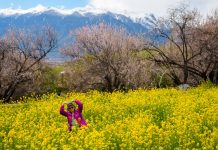 Cina: a Nyingchi la fioritura dei peschi attira i turisti (3)