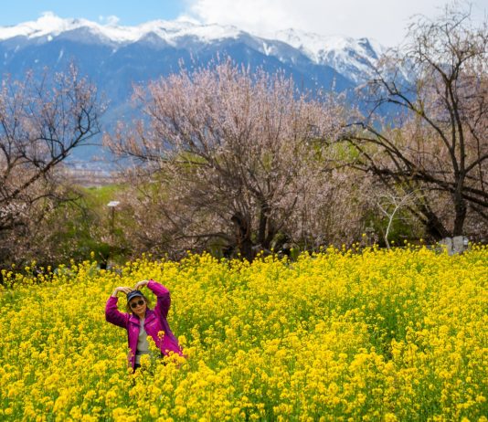 Cina: a Nyingchi la fioritura dei peschi attira i turisti (3)