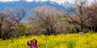 Cina: a Nyingchi la fioritura dei peschi attira i turisti (3)