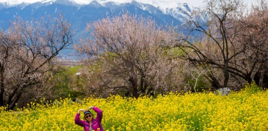Cina: a Nyingchi la fioritura dei peschi attira i turisti (3)