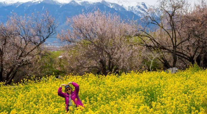 Cina: a Nyingchi la fioritura dei peschi attira i turisti (3)