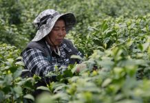 Cina: comincia la stagione di raccolto del tè bianco della contea di Anji (1)