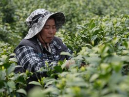 Cina: comincia la stagione di raccolto del tè bianco della contea di Anji (1)