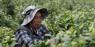 Cina: comincia la stagione di raccolto del tè bianco della contea di Anji (1)