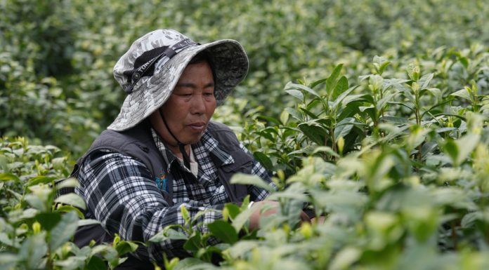 Cina: comincia la stagione di raccolto del tè bianco della contea di Anji (1)