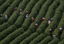 Cina: comincia la stagione di raccolto del tè bianco della contea di Anji (2)