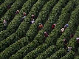 Cina: comincia la stagione di raccolto del tè bianco della contea di Anji (2)
