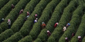 Cina: comincia la stagione di raccolto del tè bianco della contea di Anji (2)