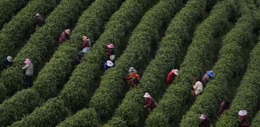 Cina: comincia la stagione di raccolto del tè bianco della contea di Anji (2)