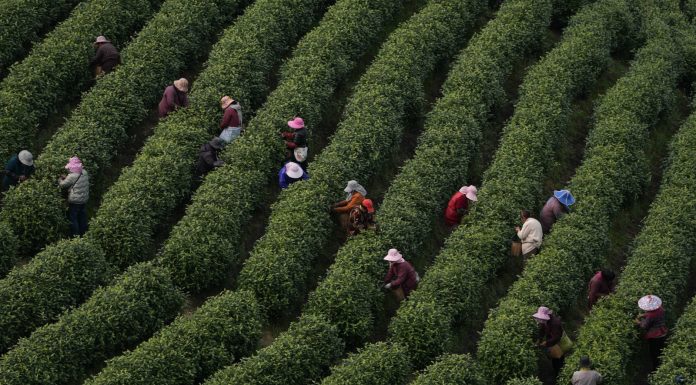 Cina: comincia la stagione di raccolto del tè bianco della contea di Anji (2)
