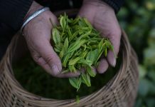 Cina: comincia la stagione di raccolto del tè bianco della contea di Anji (3)