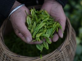 Cina: comincia la stagione di raccolto del tè bianco della contea di Anji (3)