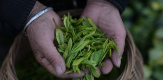 Cina: comincia la stagione di raccolto del tè bianco della contea di Anji (3)