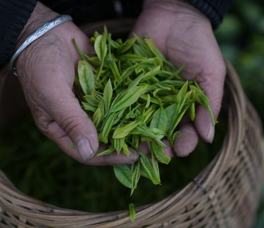 Cina: comincia la stagione di raccolto del tè bianco della contea di Anji (3)