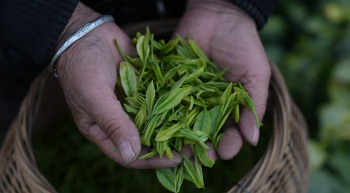 Cina: comincia la stagione di raccolto del tè bianco della contea di Anji (3)