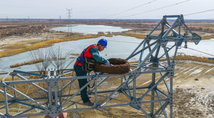 Cina: lo Xinjiang integra la sicurezza della rete elettrica e la tutela degli uccelli migratori (2)