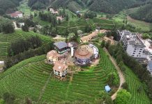 Cina: a Liuzhou grande successo per le piantagioni di tè (2)