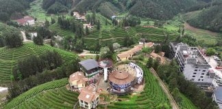 Cina: a Liuzhou grande successo per le piantagioni di tè (2)