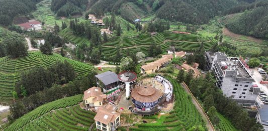 Cina: a Liuzhou grande successo per le piantagioni di tè (2)