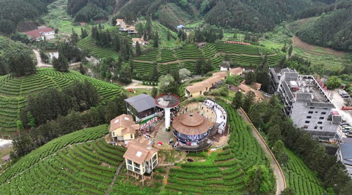 Cina: a Liuzhou grande successo per le piantagioni di tè (2)