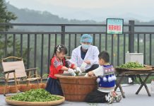 Cina: a Liuzhou grande successo per le piantagioni di tè (3)