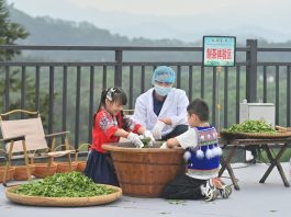 Cina: a Liuzhou grande successo per le piantagioni di tè (3)