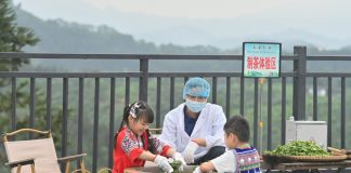 Cina: a Liuzhou grande successo per le piantagioni di tè (3)