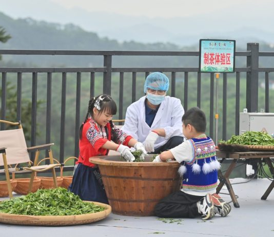 Cina: a Liuzhou grande successo per le piantagioni di tè (3)