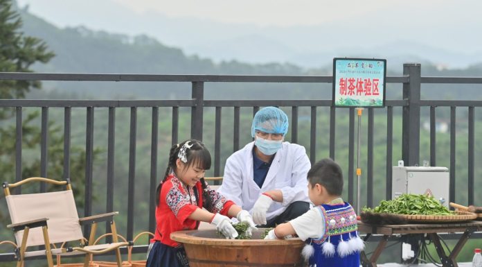 Cina: a Liuzhou grande successo per le piantagioni di tè (3)