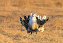 Cina: avvistate alcune otarde maggiori nella contea di Lindian (2)