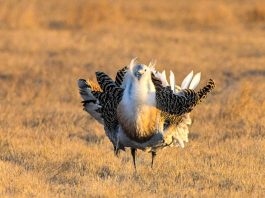 Cina: avvistate alcune otarde maggiori nella contea di Lindian (2)