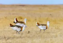 Cina: avvistate alcune otarde maggiori nella contea di Lindian (3)