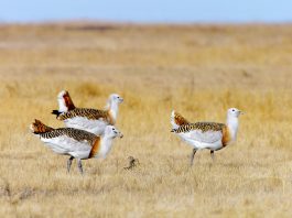 Cina: avvistate alcune otarde maggiori nella contea di Lindian (3)