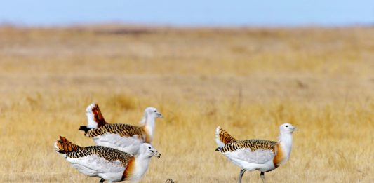 Cina: avvistate alcune otarde maggiori nella contea di Lindian (3)