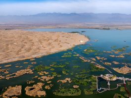 Cina: a Shahu cresce la biodiversità degli uccelli migratori (1)