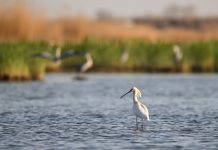 Cina: a Shahu cresce la biodiversità degli uccelli migratori (2)