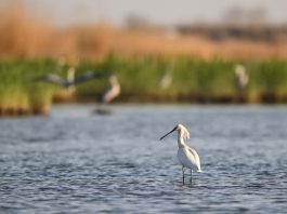 Cina: a Shahu cresce la biodiversità degli uccelli migratori (2)