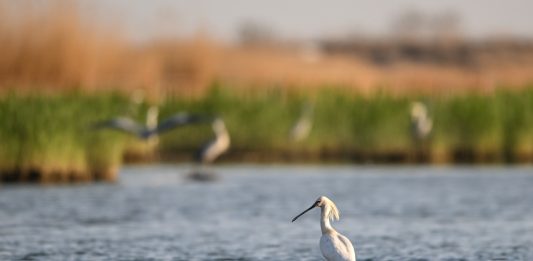 Cina: a Shahu cresce la biodiversità degli uccelli migratori (2)