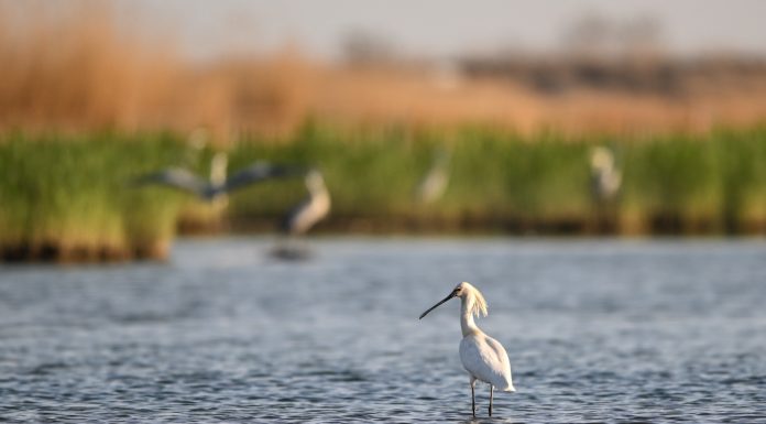 Cina: a Shahu cresce la biodiversità degli uccelli migratori (2)