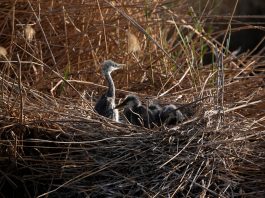 Cina: a Shahu cresce la biodiversità degli uccelli migratori (3)