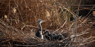 Cina: a Shahu cresce la biodiversità degli uccelli migratori (3)