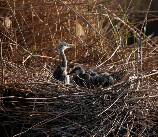 Cina: a Shahu cresce la biodiversità degli uccelli migratori (3)