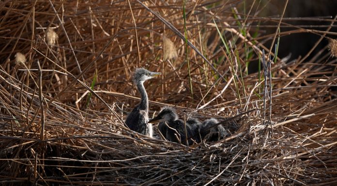 Cina: a Shahu cresce la biodiversità degli uccelli migratori (3)
