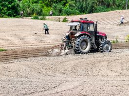 Cina: Hechuan, intensa attività agricola per l’aratura primaverile (2)