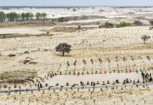 Cina: Tongliao sviluppa progetto di lotta alla desertificazione (2)