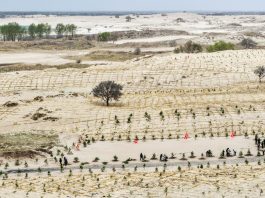 Cina: Tongliao sviluppa progetto di lotta alla desertificazione (2)
